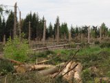 2022-05-20 - Tornado beim Sturmtief Emmelinde Solling - Steinlade bis Gehren (74)